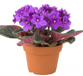 Violet Plant 