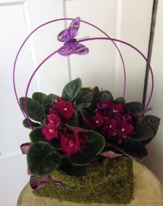 Violet Purse Plant Bouquet