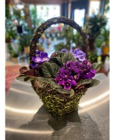 Violet Trio Mossy Basket  Blooming Plant 