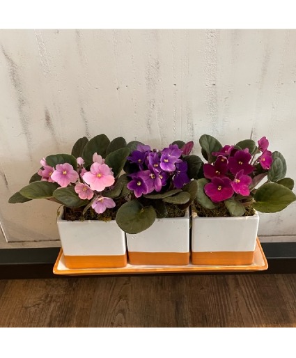 Violet Trio plant