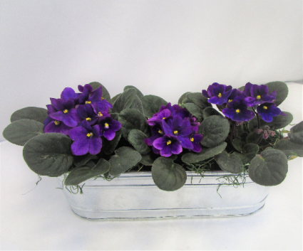 VIOLET TRIO PLANTER BLOOMING PLANTS
