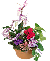 Violet & Variety Flowering Plants