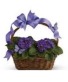 Violets and Butterflies Gift 
