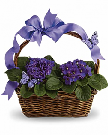 Violets and Butterflies Planat