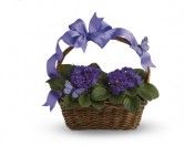 Violets And Butterflies T923A Plant