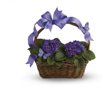 Violets And Butterflies T923A Plant