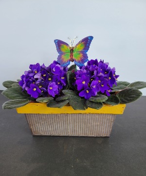 Violets and butterfly plant