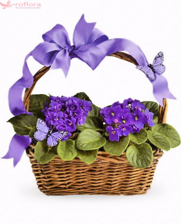 Violets & Butterflies Plant in Saint Marys, PA | GOETZ'S FLOWERS Violets & Butterflies Plant in Saint Marys, PA | GOETZ'S FLOWERS