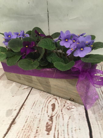 Violets Cubed  in Easton, CT | Felicia's Fleurs