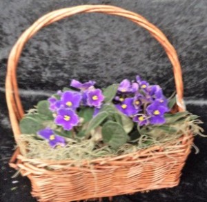 Violets Violets Everywhere Plants