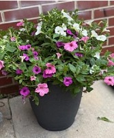 Vista Combo Patio Pot