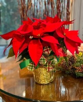 Vivid Red Poinsettia Blooming Plant