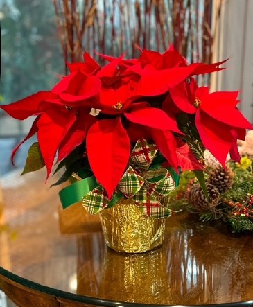 Vivid Red Poinsettia Blooming Plant in Chicago, IL | STEUBER FLORIST & GREENHOUSES