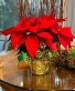 Vivid Red Poinsettia Blooming Plant