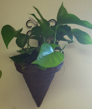 Wall hanging with indoor plant Planter with an indoor plant