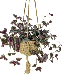 Wandering Dude -  House Plant