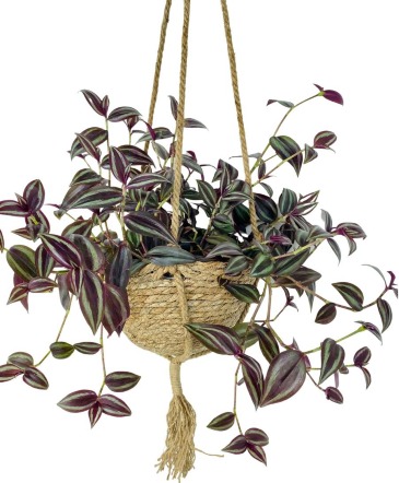 Wandering Jew (SOLD OUT) House Plant in Roy, UT | Reed Floral Design