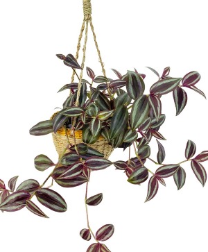 Wandering Jew (SOLD OUT) House Plant