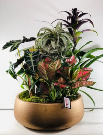 Warm Assortment with Air Plant Dish Garden of Plants