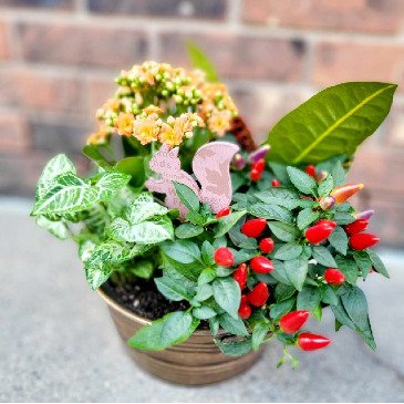 Warm Autumn Flowering Dishgarden in Saskatoon, SK | QUINN & KIM'S FLOWERS Warm Autumn Flowering Dishgarden in Saskatoon, SK | QUINN & KIM'S FLOWERS