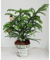 Warm Winter Wishes Live Norfolk Pine Tree