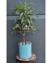 Warneckii Plant in light blue ceramic 1 Available in store Now