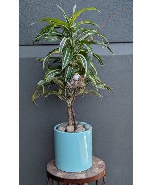 Warneckii Plant in light blue ceramic 1 Available in store Now