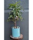 Warneckii Plant in light blue ceramic 1 Available in store Now