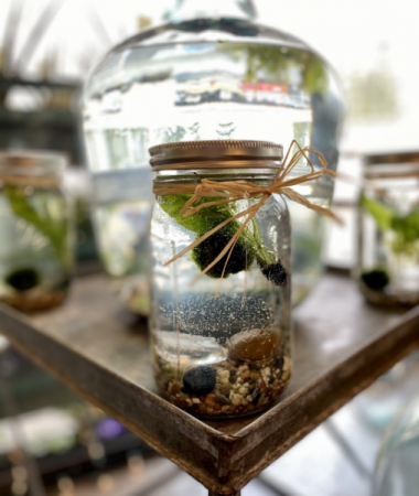 Water Garden plant