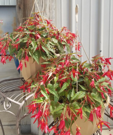 Waterfall Begonia Hanging Basket