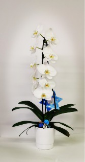 Waterfall Orchid  