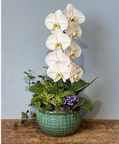 Waterfall Orchid Phalaenopsis Orchid