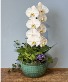 Waterfall Orchid Phalaenopsis Orchid