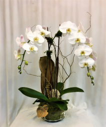 Waterfall Orchid Plant
