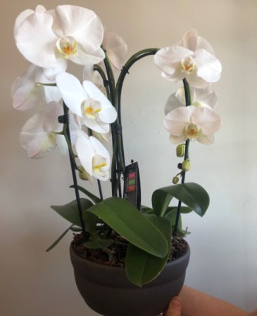 Waterfall Orchid Planter