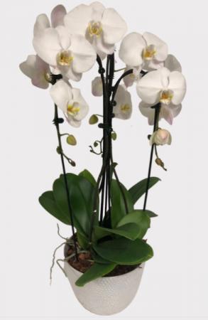 Waterfall Orchid-SOLD OUT Plants 