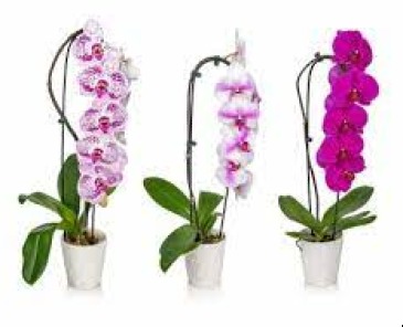 Waterfall Orchids Plants in Chatham, NJ | SUNNYWOODS FLORIST