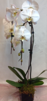 Waterfall Phalaenopsis Orchid Blooming Plant