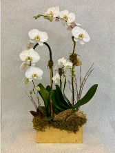 Waterfall with Single Orchid Arrangement