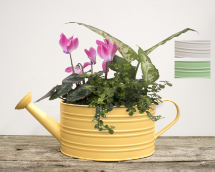 Watering Can Dish Garden