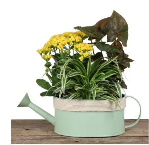 Watering Can  Indoor Planter