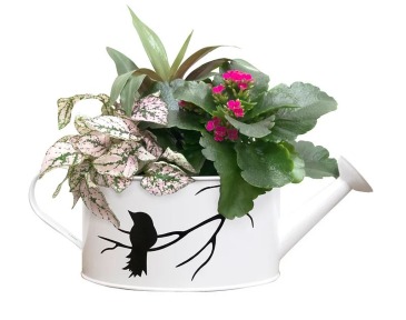 Watering Can  Indoor Planter in Delta, BC | FLOWERS BEAUTIFUL