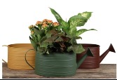 Watering Can Tropical Indoor Planter