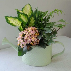 Watering Can Dishgarden