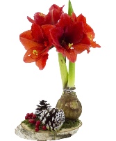 Waterless Red Amaryllis 