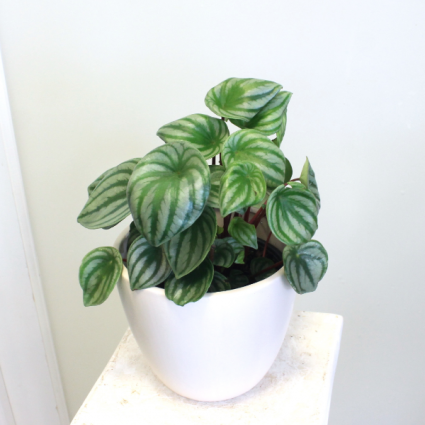 Watermelon Peperomia (OUT OF STOCK) 