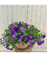 Wave Petunia  Hanging Basket