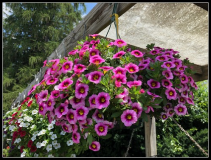 Wave Petunias Outdoor Hanger