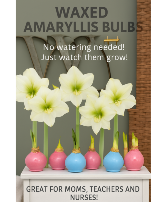 Waxed Amaryllis Bulb 