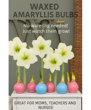 Waxed Amaryllis Bulb 